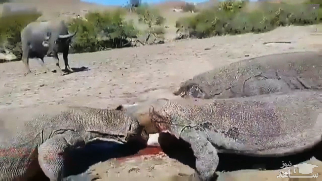 (فیلم) زنده خوردن یک گوساله توسط کومودوها در برابر چشمان مادرش 