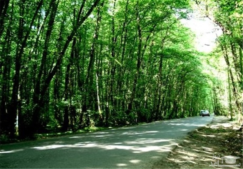 معرفی پارک جنگلی گیسوم واقع در تالش