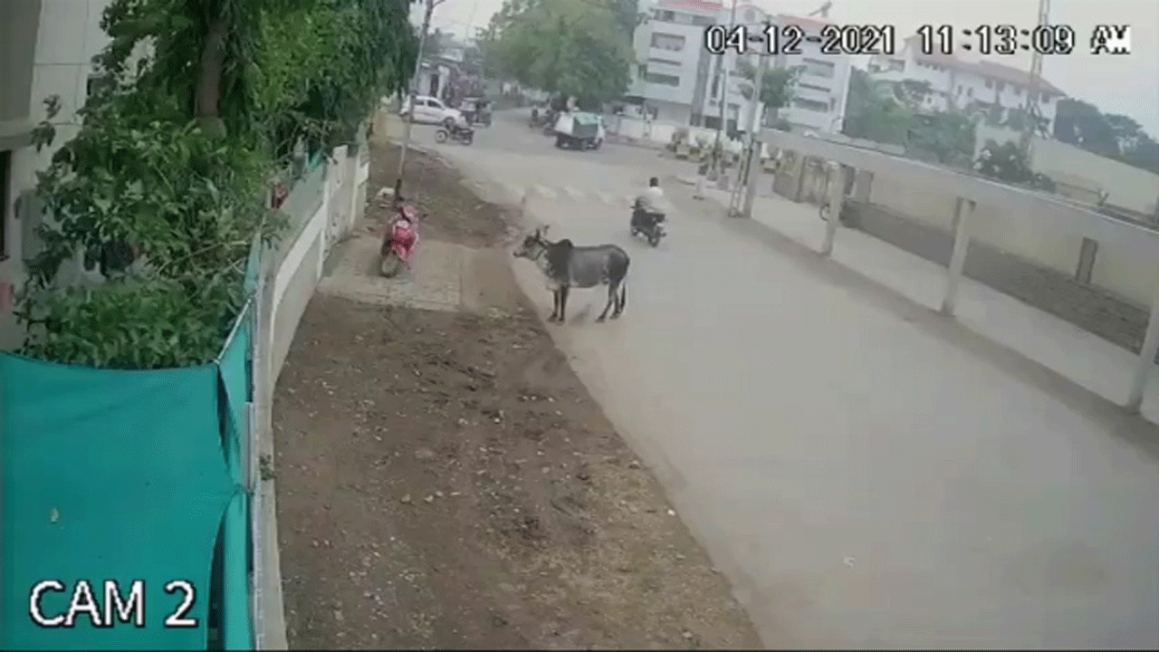 (فیلم) حمله وحشیانه یک گاو به مردی هنگام خروج از خانه