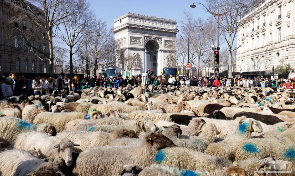 عبور گوسفندان از کنار "طاق نصرت" شهر پاریس