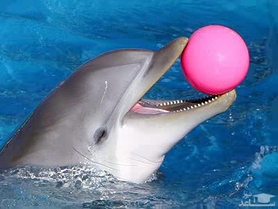 دانلود آهنگ دلفین 10 از افکت صوتی انسان و موجودات زنده