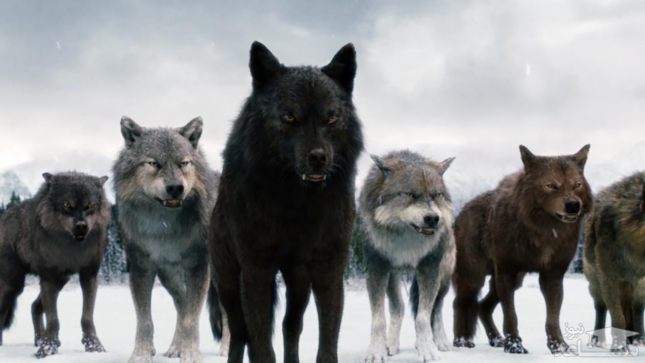 (فیلم) درگیری جانانه خرس با چندین گرگ گرسنه