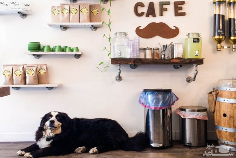 کافه موستاش