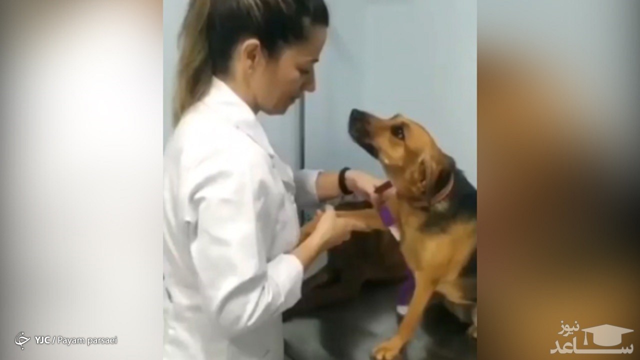 (فیلم) نگاه پر معنای سگ به دامپزشک 