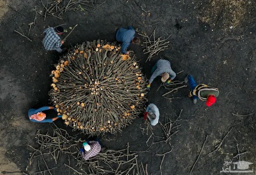 روستاییان ترکیه از شاخه های درخت بلوط ذغال درست می کنند./ خبرگزاری آناتولی