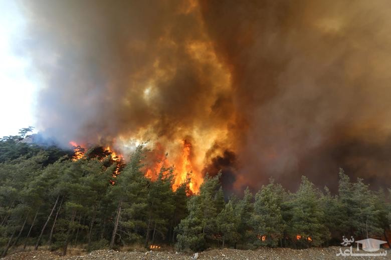 آتش سوزی در جنگل های آنتالیا