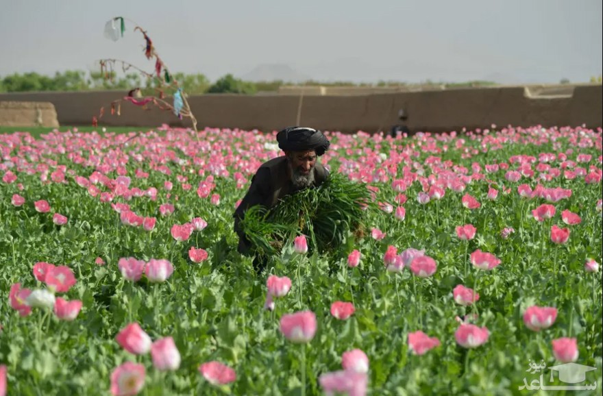 کشاورز افغان در حال کار در یک مزرعه خشخاش در قندهار افغانستان/ خبرگزاری فرانسه
