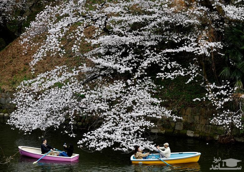 قایقرانی در طبیعت بهاری پارکی در شهر توکیو ژاپن/ رویترز و خبرگزاری فرانسه