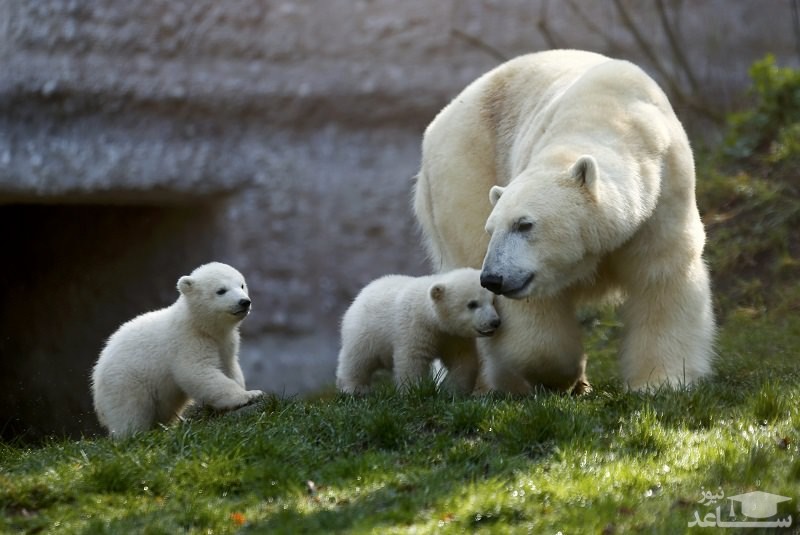 باغ وحش هلابرون