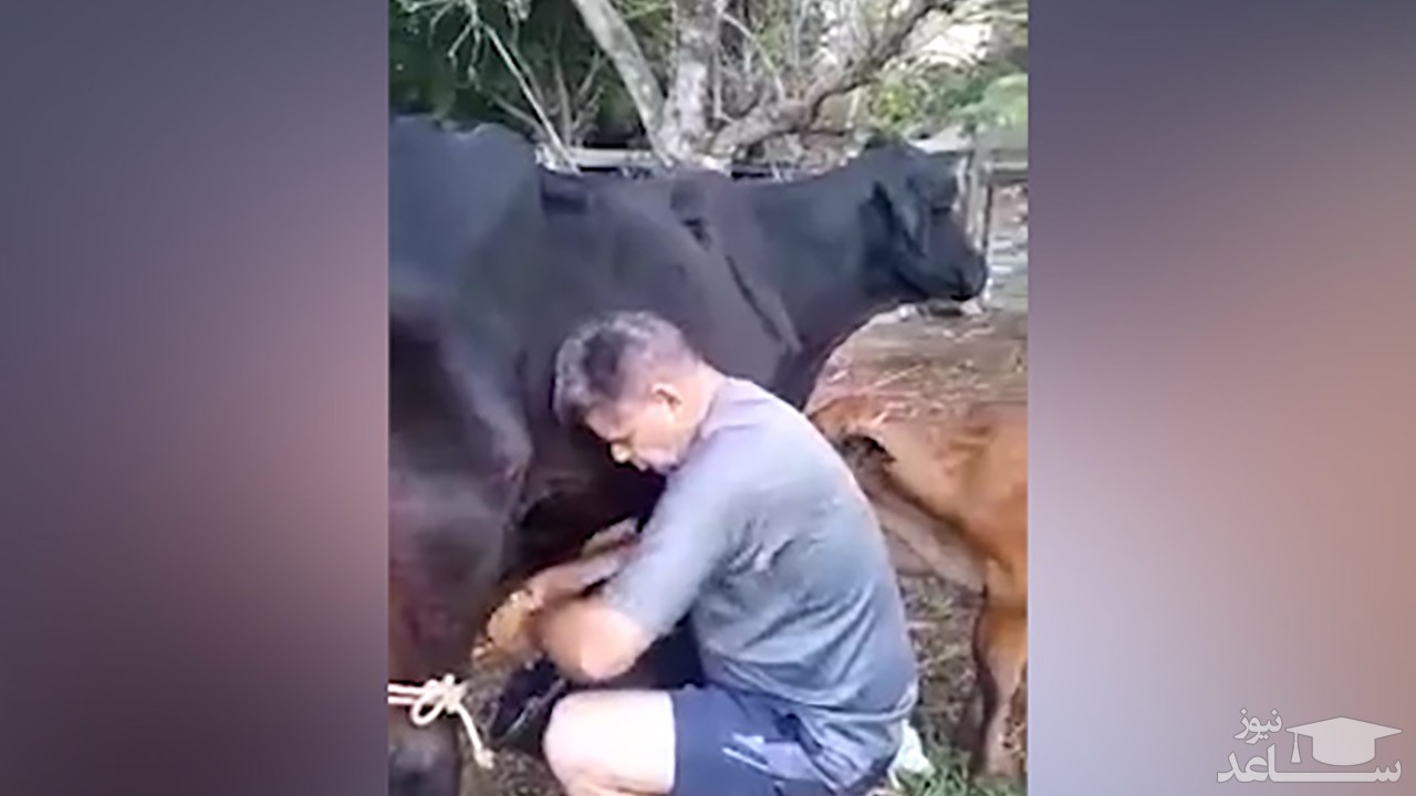 (فیلم) تلافی بدرفتاری مرد با گوساله، توسط گاو مادر 