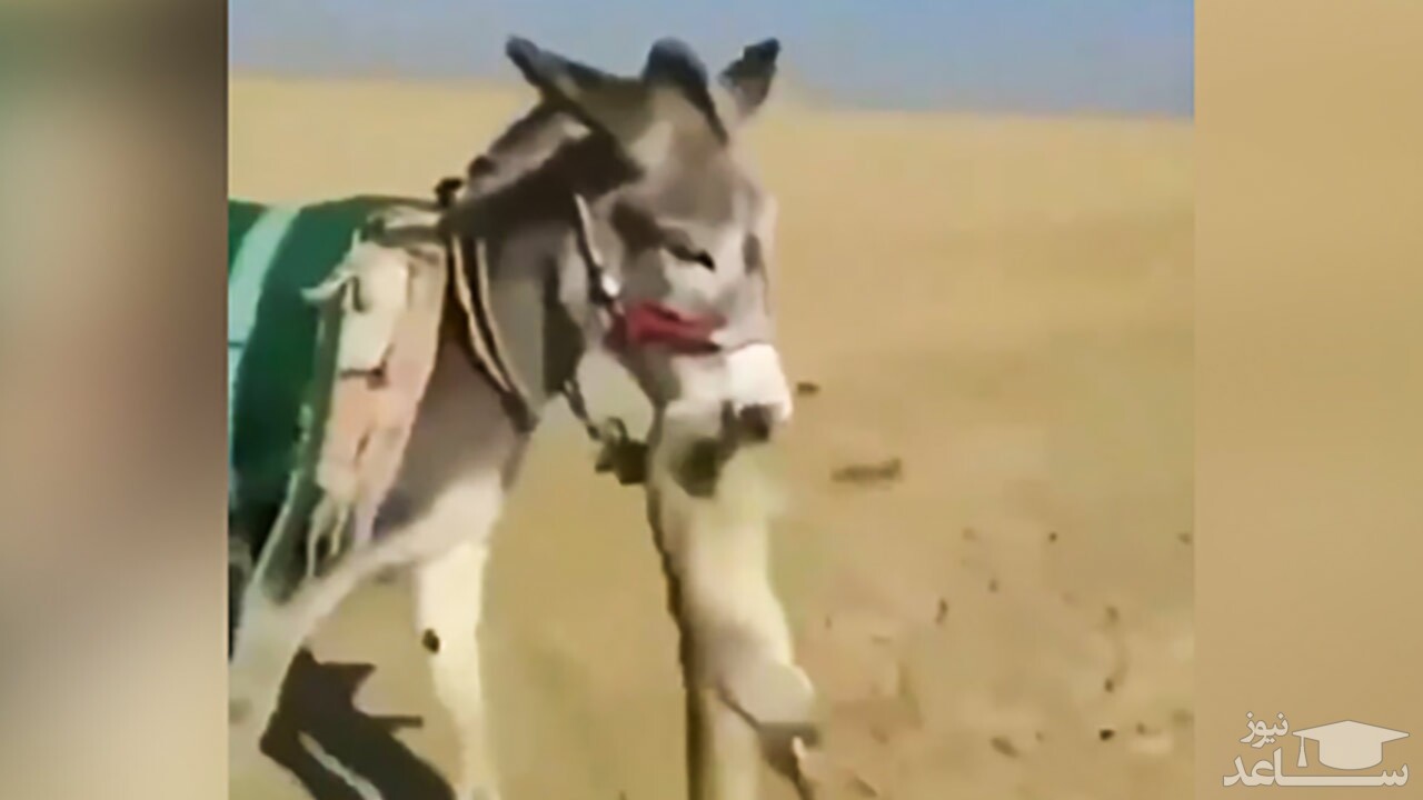 (فیلم) دستگیری روباه توسط الاغ نگهبان! 