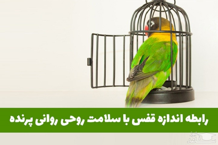 اندازه قفس طوطی و رابطه آن با سلامت پرنده شما