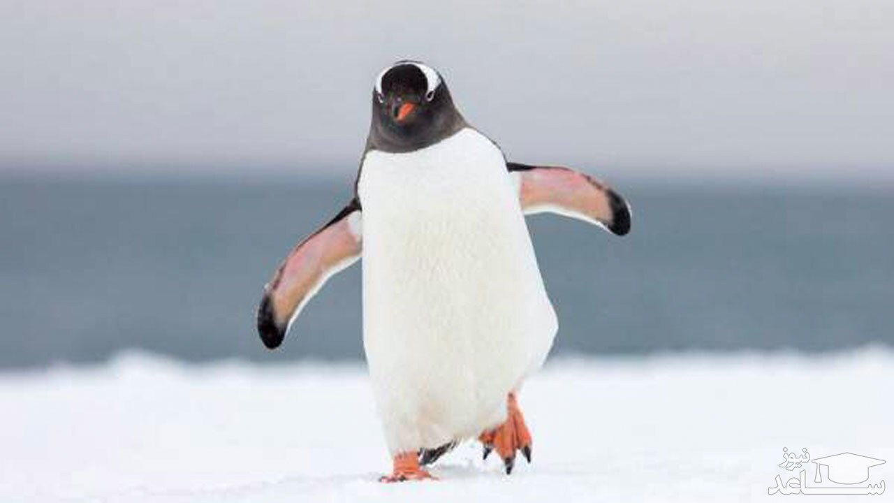 (فیلم) صداگذاری خنده‌ دار راز بقا به صورت زنده توسط گوینده مشهور 