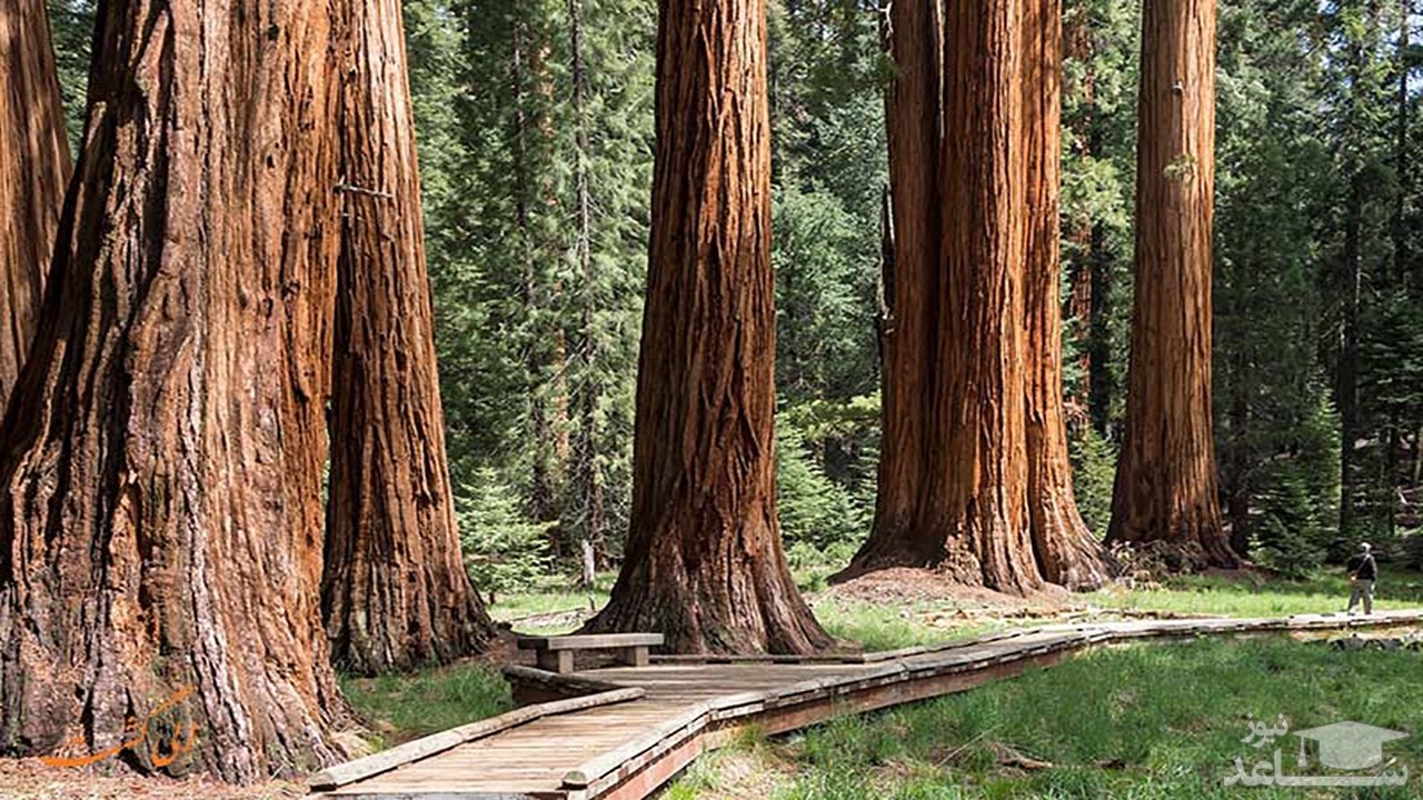 (فیلم) انتقام سنگین طبیعت از شهروند قانون شکن