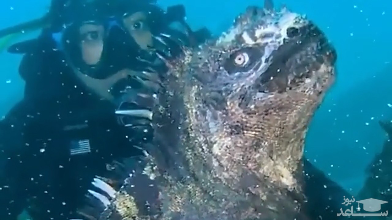 (فیلم) کشف موجود دریایی جدید شبیه به «گودزیلا»