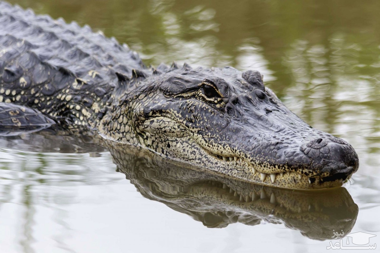 تصویری ترسناک از نمای نزدیک تمساح