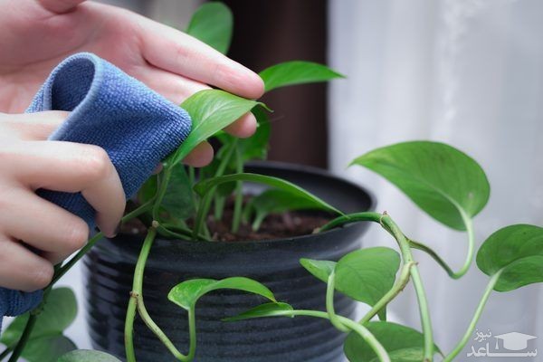 تمیز کردن برگ های گیاهی