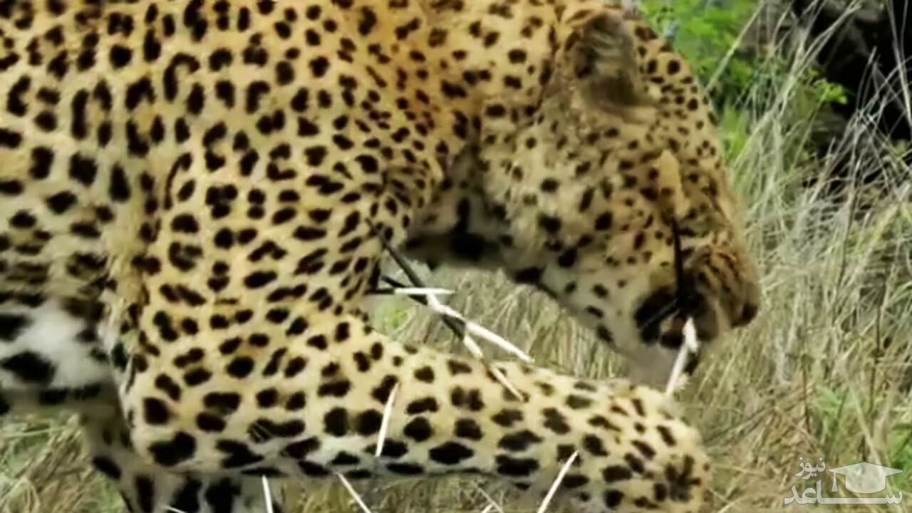 (فیلم) دردسر پلنگ گرسنه پس از شکار جوجه تیغی!