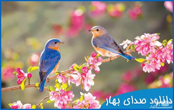 دانلود آهنگ بهار از افکت صوتی طبیعت و محیط