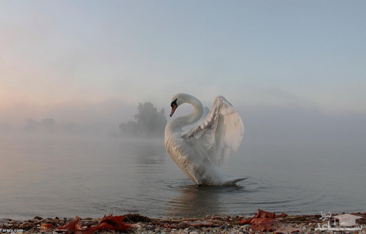 (فیلم) فرود زیبای قو در هوای ابری
