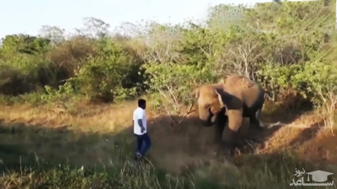 (فیلم) فراری دادن فیل با دست خالی توسط یک مرد