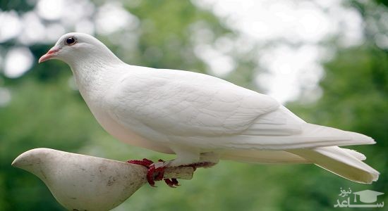دانلود آهنگ کبوتر برای کودکان از افکت صوتی انسان و موجودات زنده