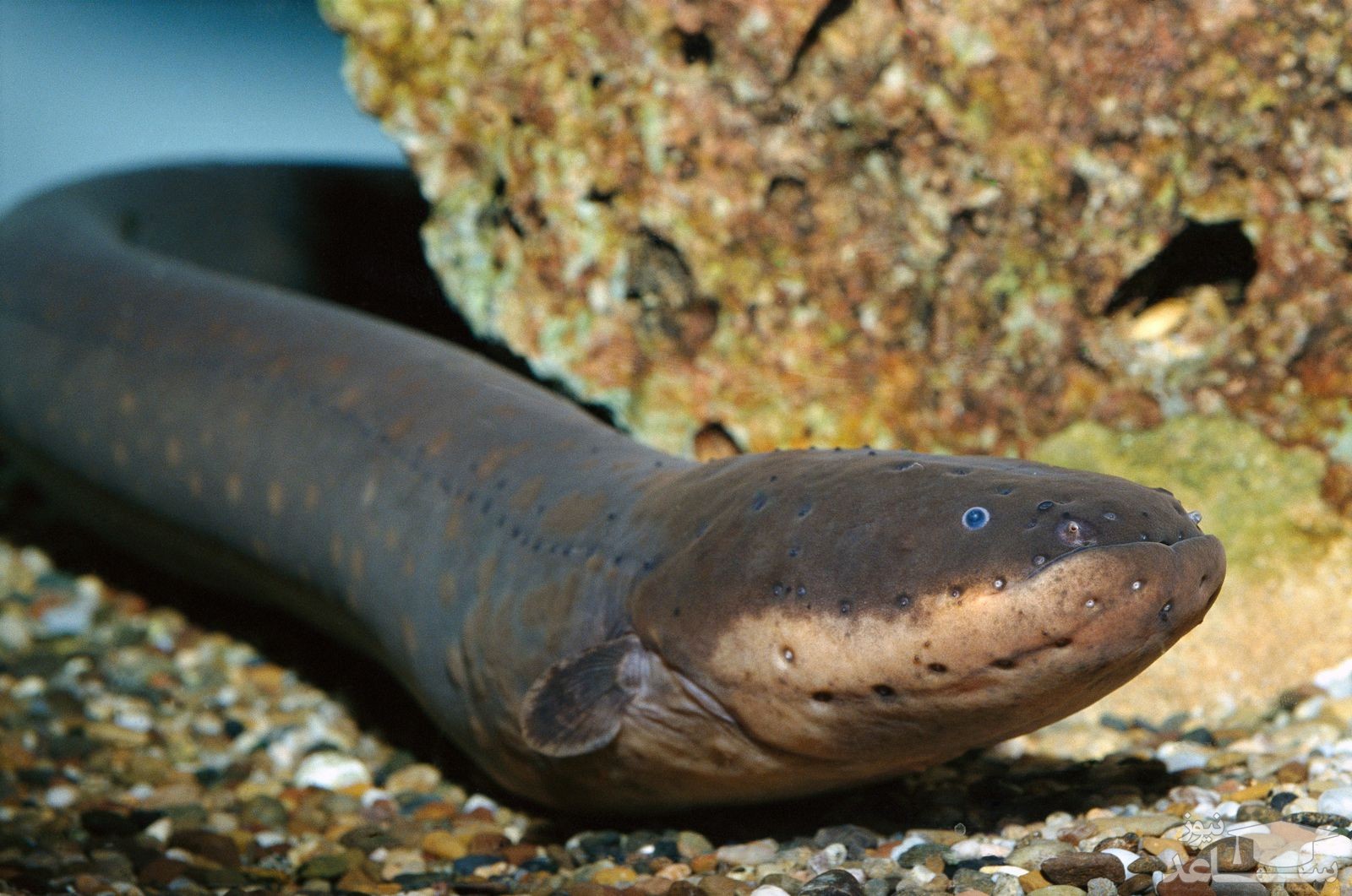 (فیلم) حرکت دفاعی مارماهی‌ها در برابر دشمن