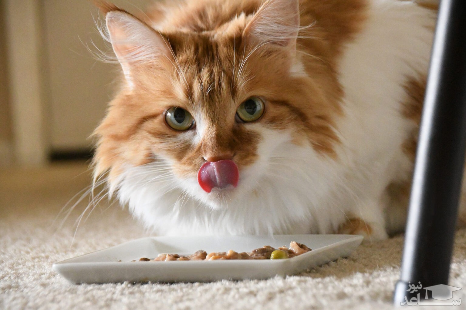 بهترین غذا برای گربه خانگی چیست؟