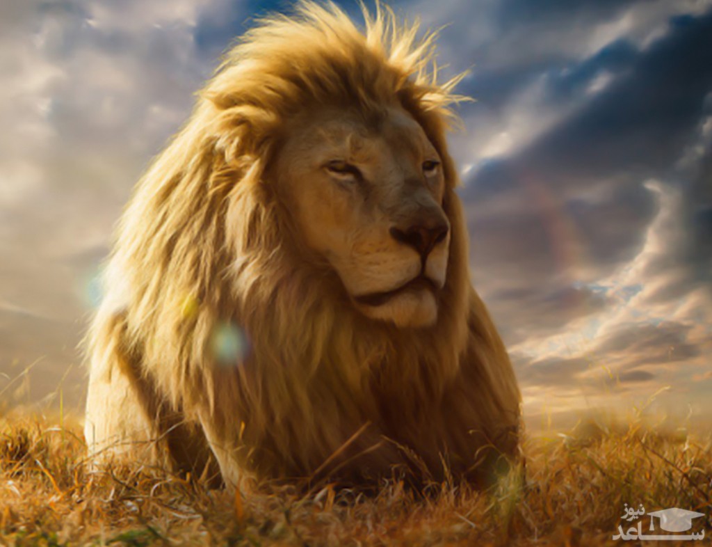 (عکس) پرتره‌ای خیره کننده از یک شیر