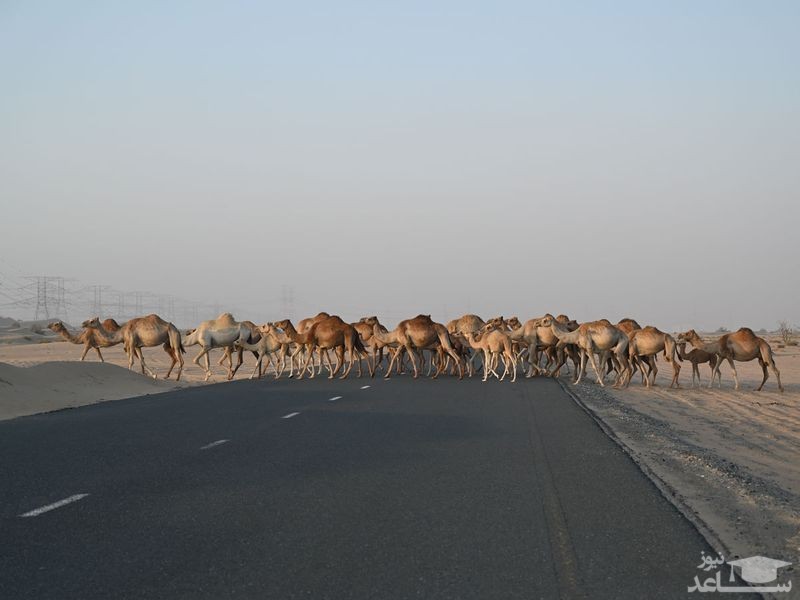 عبور گله شتر از جاده ای در نزدیکی شهر دوبی