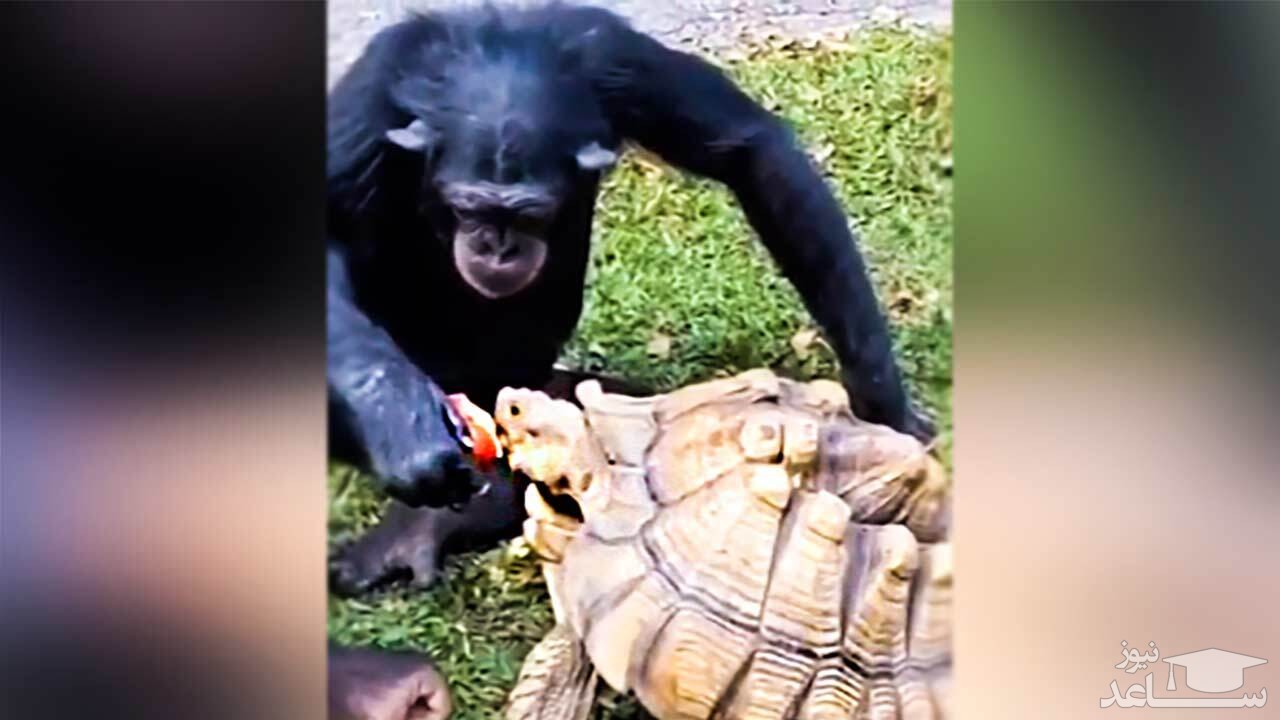 (فیلم) هم‌سفره شدن شامپانزه مهربان و لاک پشت! 