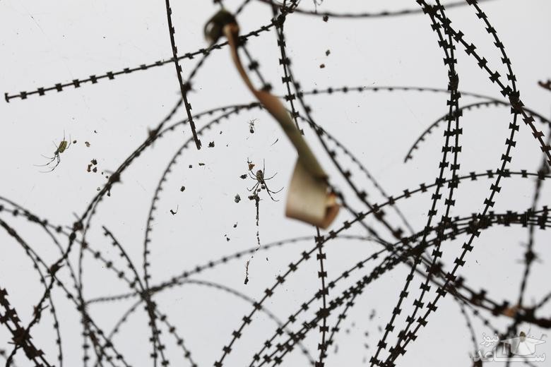 لانه کردن عنکبوت روی سیم خاردارهای مرزی بین دو کره