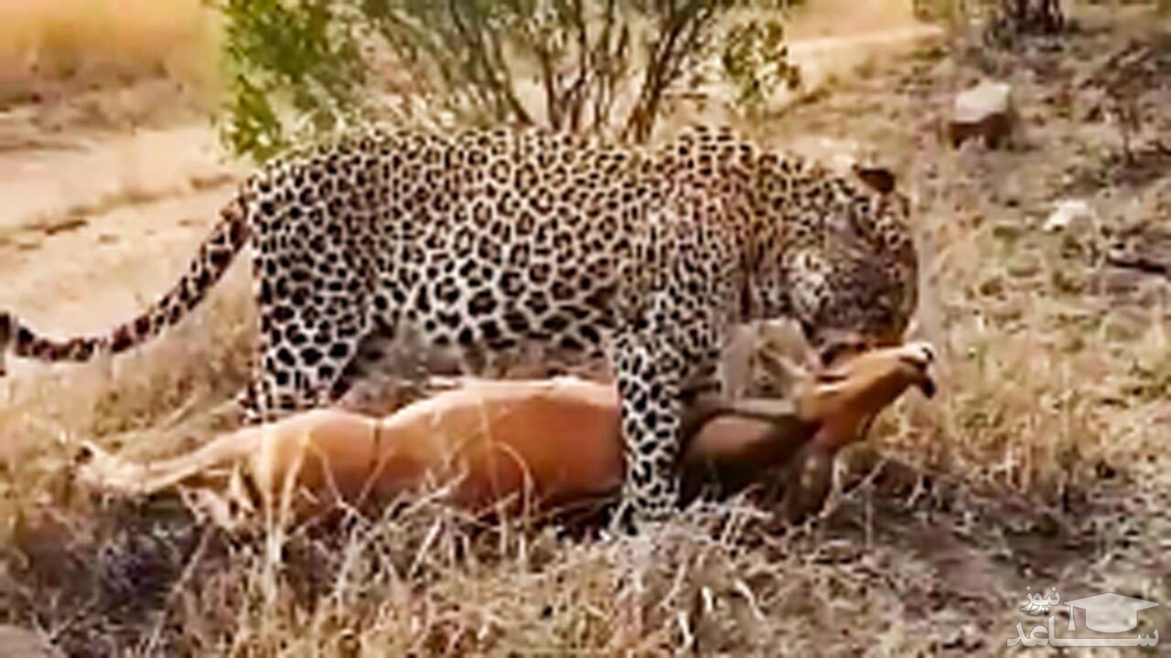 (فیلم) شکار آسان یک آهو توسط پلنگ گرسنه