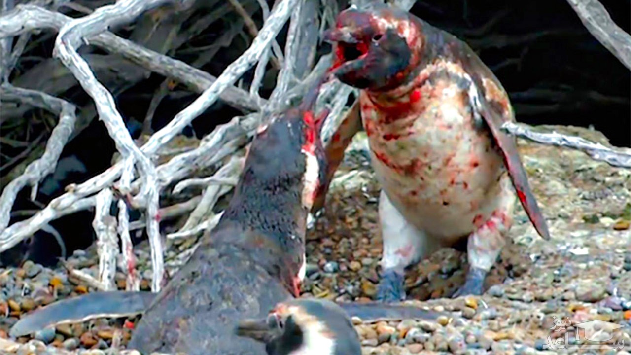 (فیلم) درگیری خونین بین دو پنگوئن نر، عاقبت خیانت حیوانی!