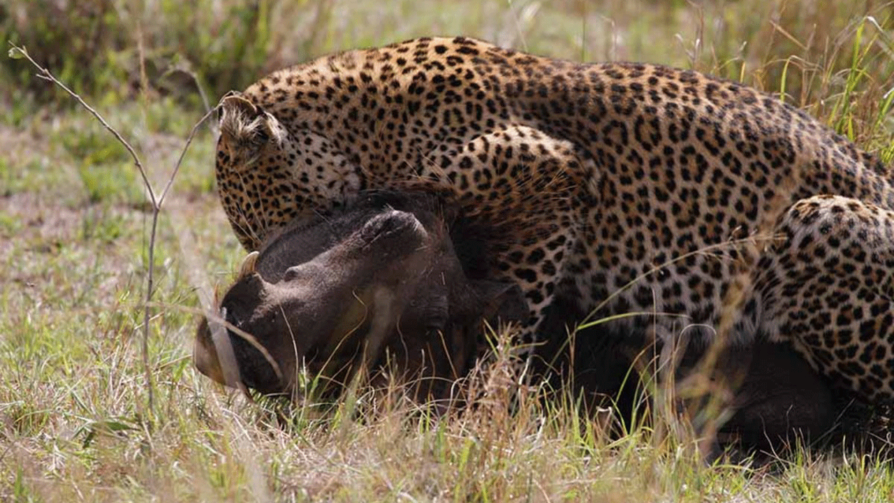 (فیلم) کمین پلنگ بالای لانه گراز