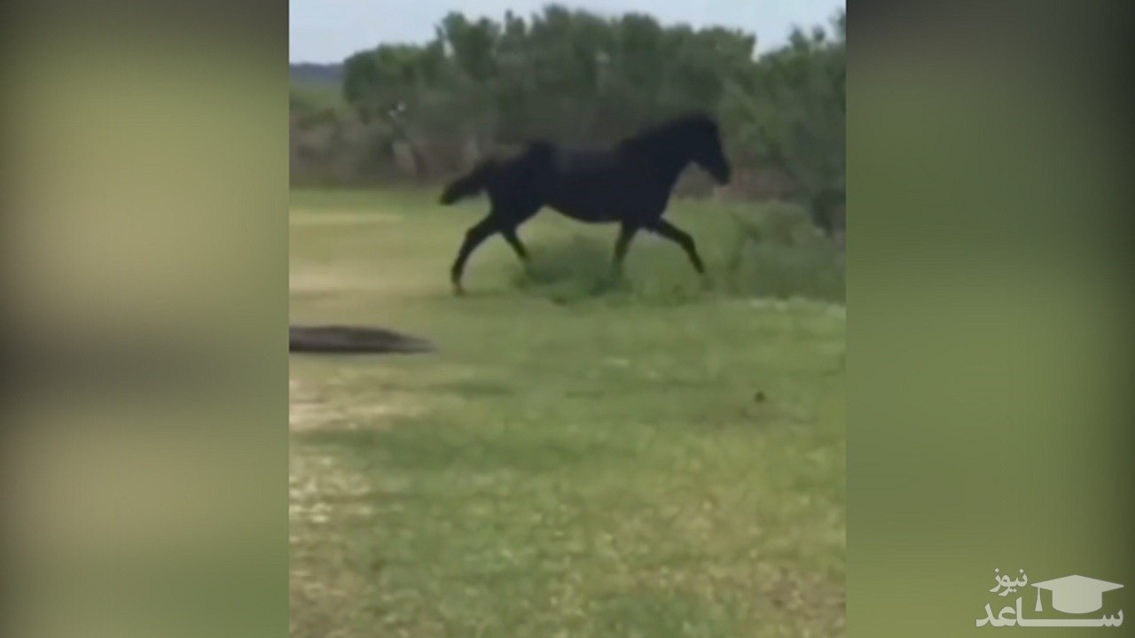 (فیلم) حمله اسب به تمساح در حال استراحت