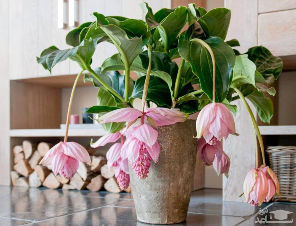 نحوه پرورش و نگهداری گل ارکیده مالزیایی یا خوشه آویز