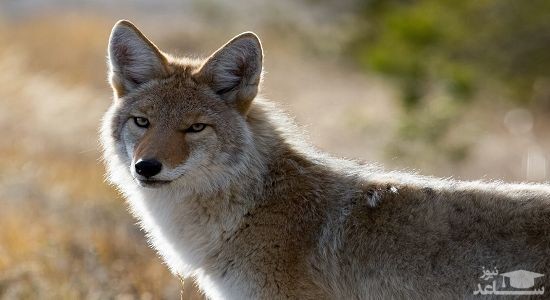 دانلود آهنگ کایوت برای کودکان از افکت صوتی انسان و موجودات زنده