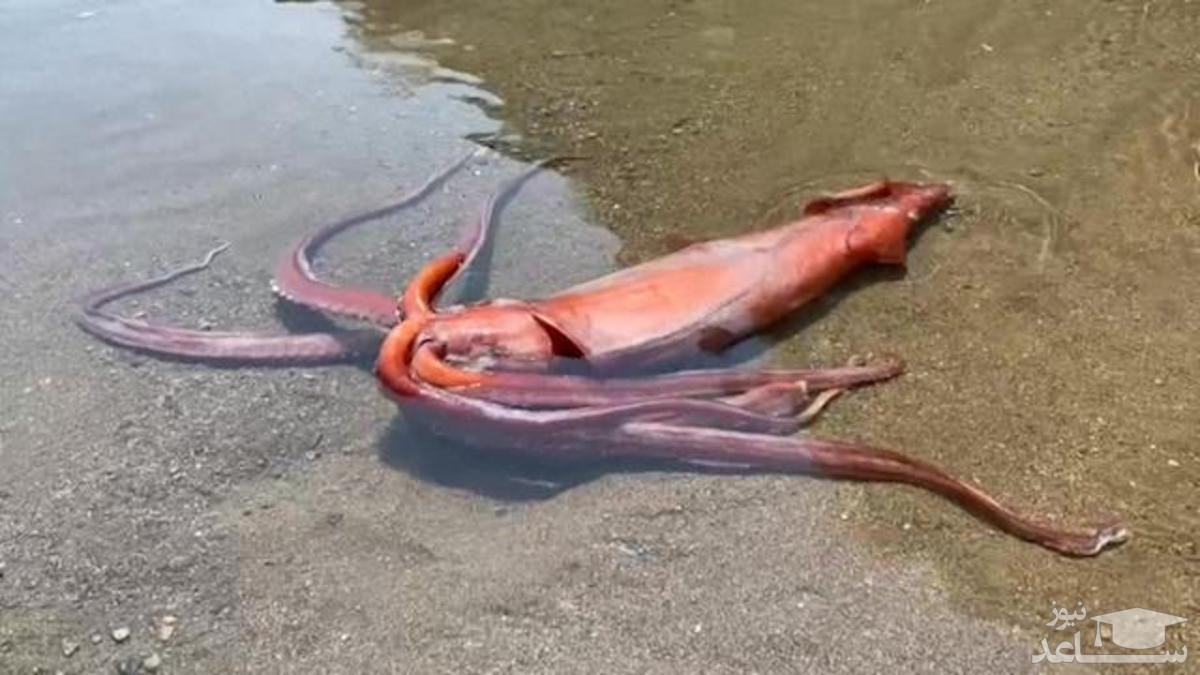 (ویدئو) مشاهده یک ماهی مرکب غول‌پیکر در ساحل ژاپن