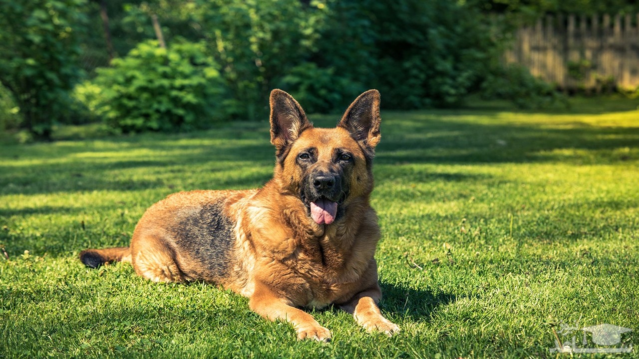 (فیلم) سگ‌هایی که مبتلایان به کرونا را تشخیص می‌دهند