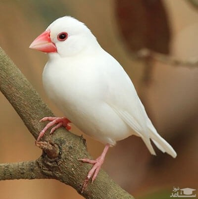 دانلود آهنگ فنچ از افکت صوتی انسان و موجودات زنده