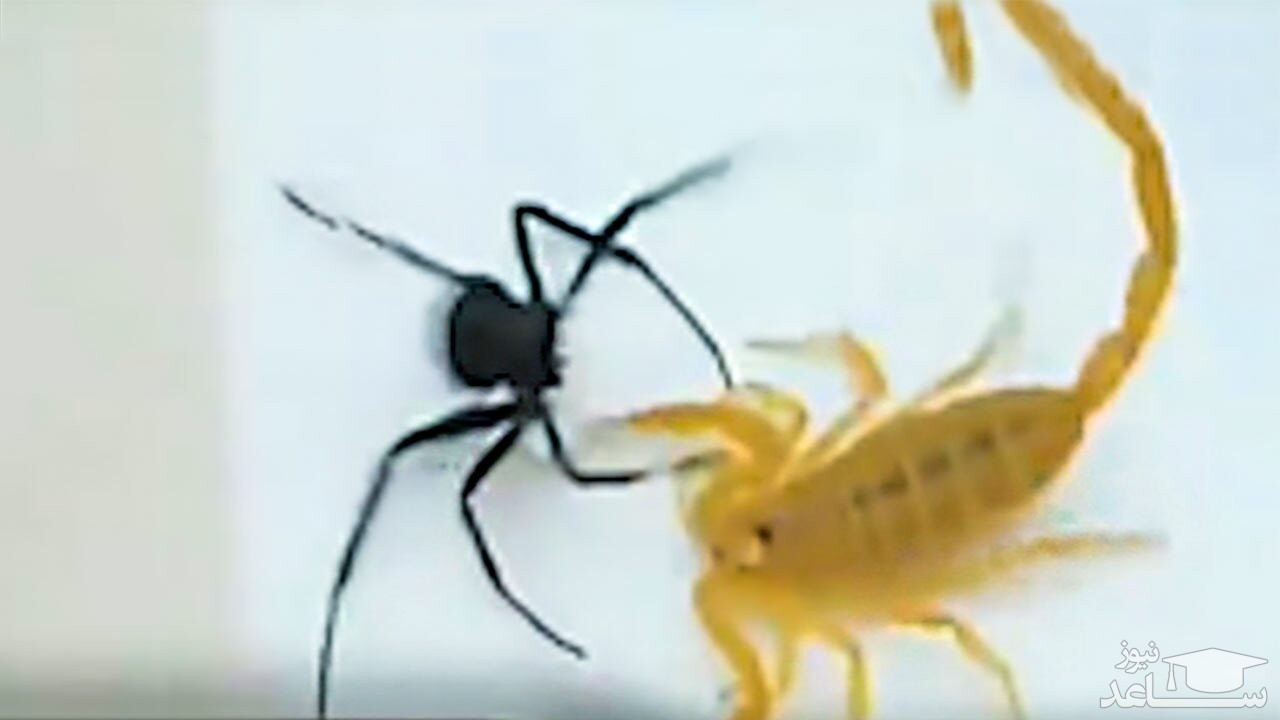 (فیلم) نبرد مرگبار عقرب طلایی و عنکبوت سیاه