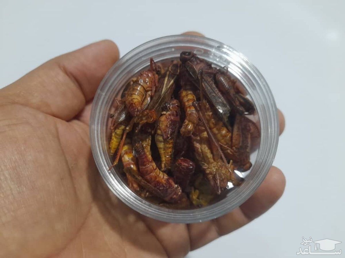 یک جفت سوسک شاخدار، ۸ تا ۱۵ میلیون تومان!