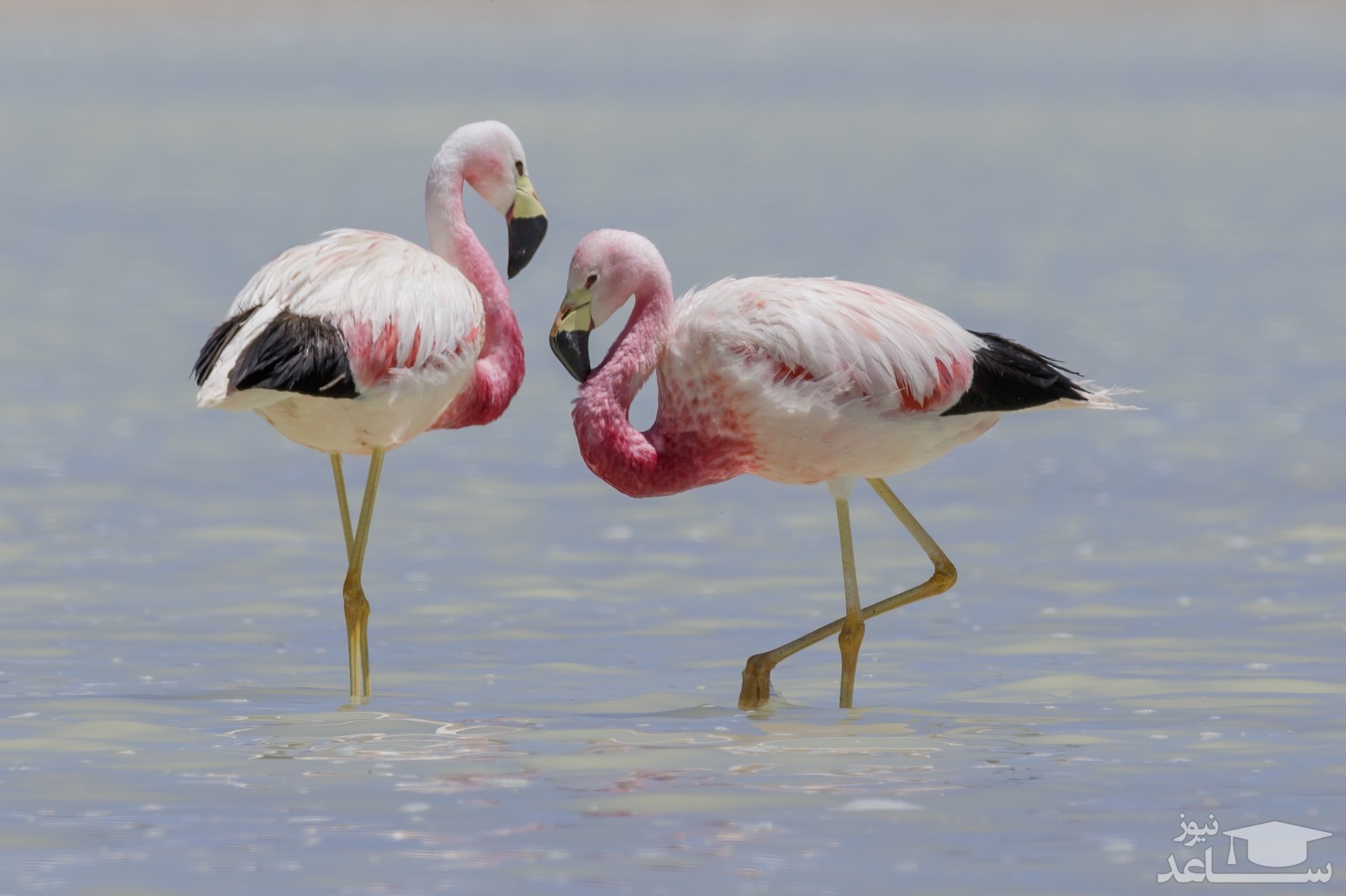 (فیلم) فیلم فوق العاده دیدینی از دسته ای از فلامینگوها در پاییز امسال