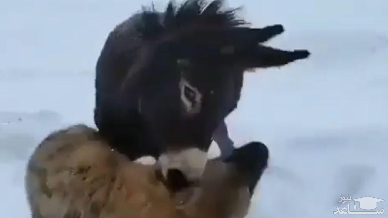 (فیلم) لحظه بازی کردن یک سگ و کره خر با هم