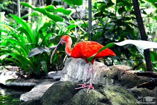 درباره آکواریوم برمودا Bermuda Aquarium