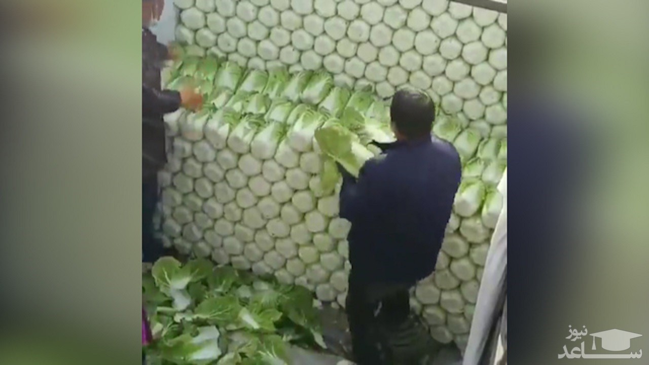 (فیلم) جمع آوری منظم کاهوها پس از برداشت در ژاپن