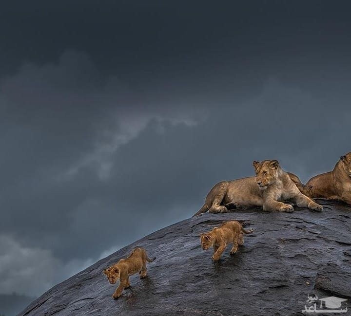 (عکس) ثبت لحظات زیبا از دنیای حیوانات
