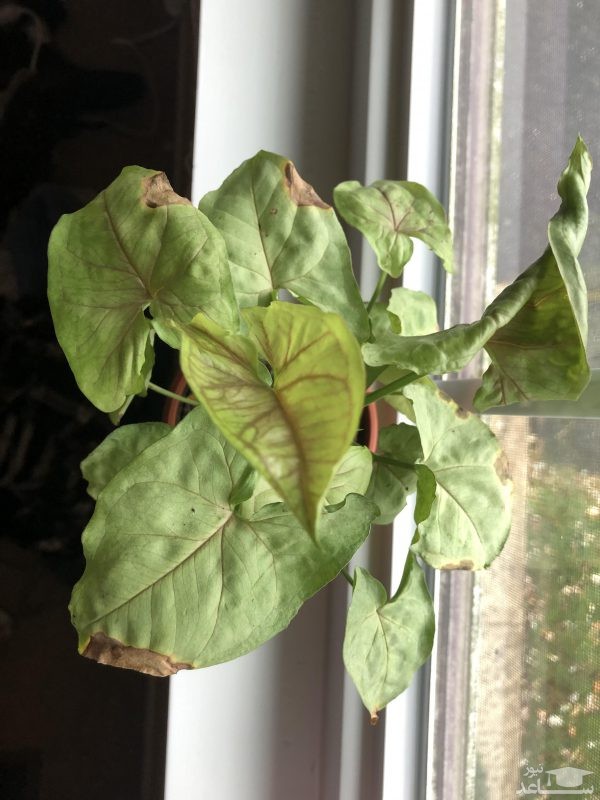 سینگونیوم بیمار