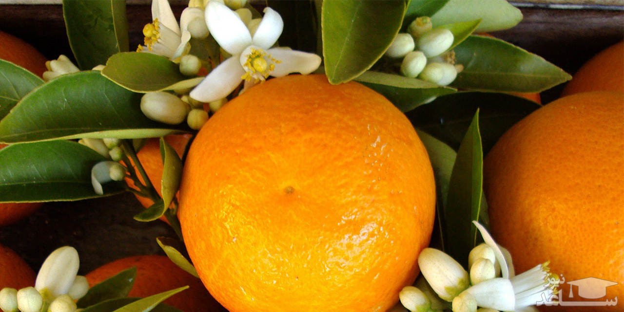 عرق خوش عطر بهار نارنج و نقش آن در لاغری
